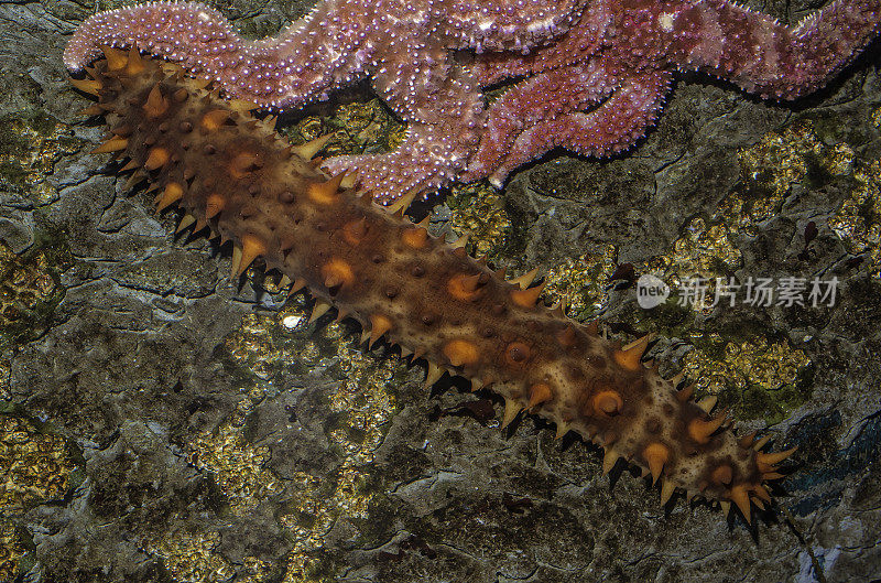 加州海参(Apostichopus California)，也被称为巨型加州海参，是一种海参，从阿拉斯加湾到下加利福尼亚都可以找到。阿拉斯加的科迪亚克。